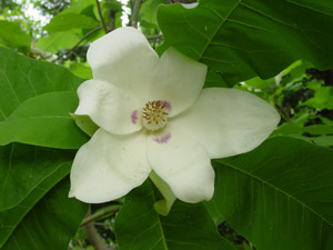 Big-leaf magnolia flower